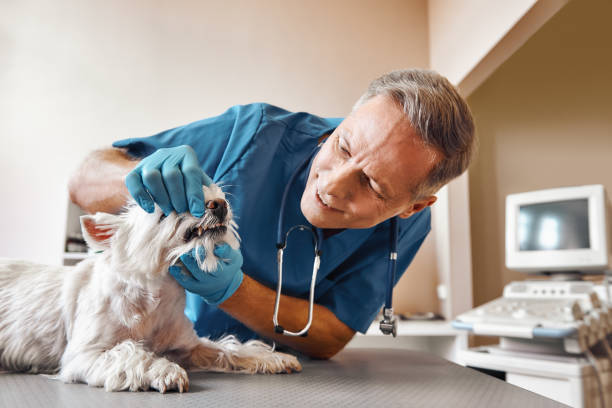 Best Walk-In Emergency Dentist in Brownsville, LA